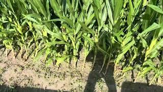 2023 corn crop video 14