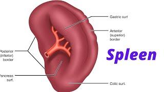 Spleen - Lecture for Medical Students  #mbbs #neet #usmle #fmge #neetpg