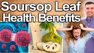 SOURSOP LEAF EVERY DAY - Best Ways To Take Uses Side Effects And Contraindications