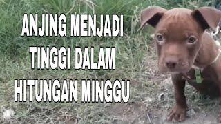 Anjing menjadi tinggi dalam 1 minggu