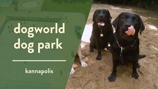 A Waterpark for Dogs DogWorld Dog Park