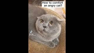 Funniest cats-Dont try to stop laugh-pet lover