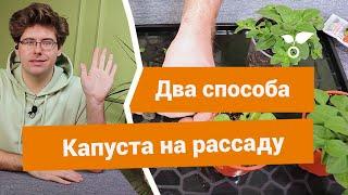 Посев капусты из семян на рассаду  Два отличных способа