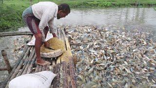 fish farm  catfish feeding in pond fish farm 2020