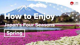 How to Enjoy Japans Four Seasons  Spring