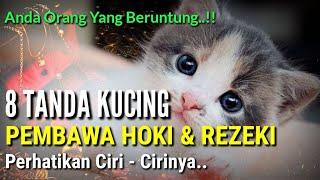 KUCING MALAIKAT MIKAIL  Anda Beruntung Jika Menemukannya  8 Ciri Kucing Pembawa Hoki Dan Rezeki