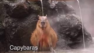 Relaxing with 7 Capybaras - Worlds Largest Rodent