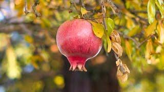 Grow Pomegranate Tree from Seed