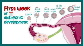 Embryology  Fertilization Cleavage Blastulation  First week of embryonic development  Zygote