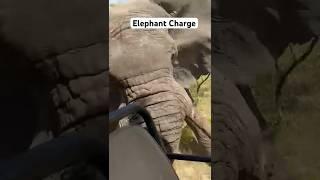 Elephant charge. Overturning safari vehicle. #wildafrica #wildlife #animals #africanbushelephant