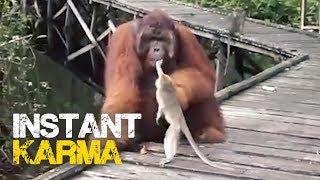 Monkey Steals Banana from Orangutans Mouth - Instant Regret