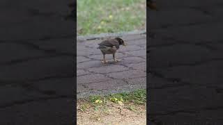 WildLife 60 myna birds