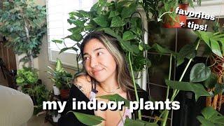 plant tour  favorite beginner plants rare plants tips + tricks