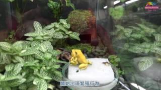 金色箭毒蛙繁殖終有成 首隻小蛙變態完成上岸 Come visit our new golden poison frog