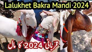 Lalukhet bakra mandi Me Qurbani 2024 Ka Bakra 19-may -2024 Lalukhet Bakra Mandi  Bakra mandi