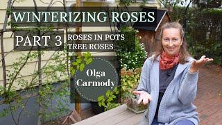 How to Overwinter Potted Roses 101 Part 3 - Everything you NEED to Know