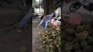 pohon beringin berbuah durian..
