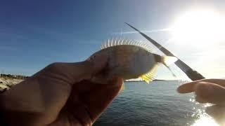 Pêche au pain en PACA