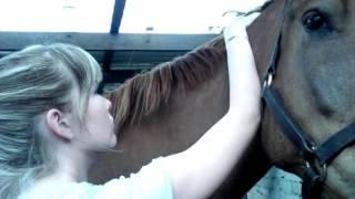 Horse Massage #2.2