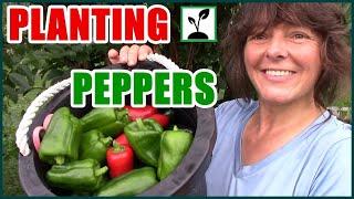 Planting PEPPERS  Sweet Bell  Jalapeno  Ghost Peppers 