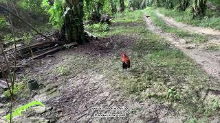 Pikat Ayam Hutan Oscar Minit  Laman Lombong Biji Timah ESTATE UP