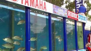 *Barramundi Fishing* getting a reaction bite with the twitching technique