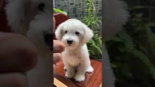 #poodle đẹp #bébơ