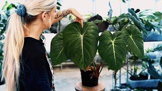 These Philodendron look incredible