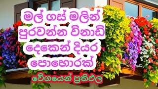 මල් වගාවට සුපිරි පොහොරක් විනාඩි දෙකෙන්  Mal wagawata supiri pohorak best fertilizer for plants