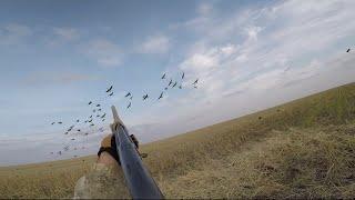 Охота на гуся в Казахстане 2023