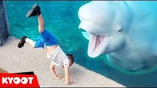 Beluga Whale is AMAZED by Tricks   Funny Aquarium Videos