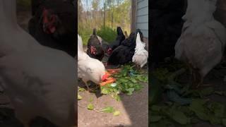 The Secret to Happy Chickens 