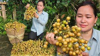 Harvest Clausena Lansium Goes to market sell - Take Care Ginger Garden - Ly Thi Ca