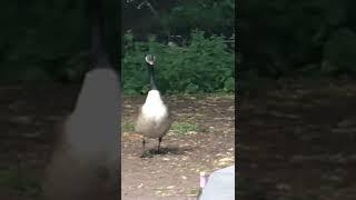 Baby Goose finding snacks while mom looks on Brookvale Park Birmingham