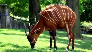 #MammalMonday The Bongo Antelope