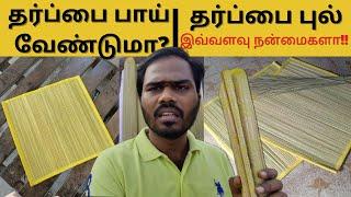 தருப்பை பாய் - வேண்டுமா இவ்வளவு நன்மைகளா  Tharpai Pul Benefits in amil  Dharpai Grass