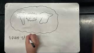 Spanish Cession Whiteboard Animation