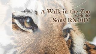 A Walk in the Zoo with the Sony RX10IV