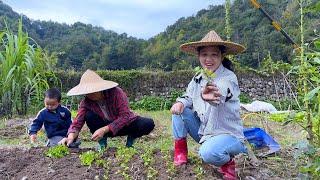 The mother-in-law and daughter-in-law are busy planting celeryYike is the best helper