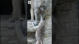 Monkey and Mom Playing