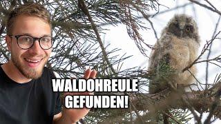 So findest Du junge Waldohreulen 