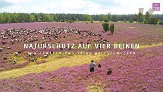 Naturschutz auf vier Beinen - Der Schäfer und seine Heidschnucken  Lüneburger Heide