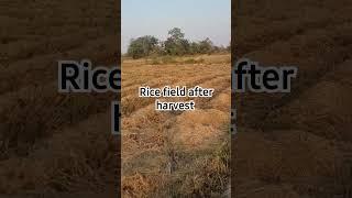 How The Rice Field Look Like After Harvest in Cambodia #tropicalfruit #rice