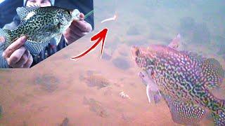 Crappie Fishing during a COLD Front Underwater Footage