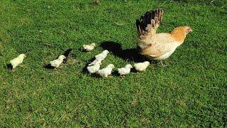 mothers hen call her babys for morning walk - cute chicks playing