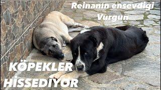 KANGAL REİNA VURGUNUN YASINI TUTUYOR