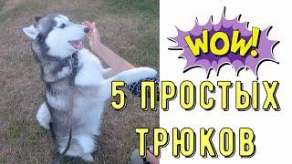 5 ПРОСТЫХ ТРЮКОВТРЮКИ ДЛЯ ВСЕХ ПОРОД СОБАК