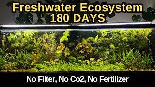 I Simulated Freshwater Ecosystem For 180 Days No Co2 No Water Change No Filter