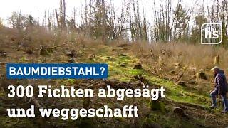 Waldbesitzer traurig Polizei ratlos 100 Jahre alte Bäume im Odenwald geklaut  hessenschau