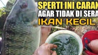 tumbuhan ganggang sarang ikan nila babon  mancing ikan nila liar terbaru  waduk mrica